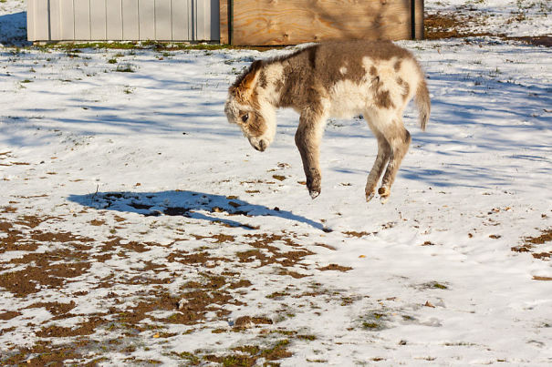 Cute baby donkey playfully jumping in a snowy field.
