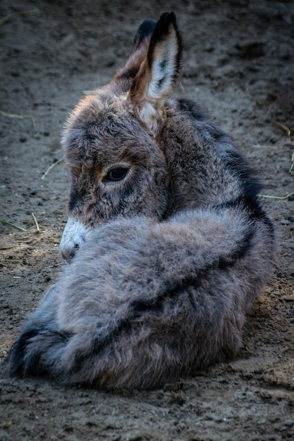 Cute baby donkey curled up on the ground, looking cozy and fluffy.
