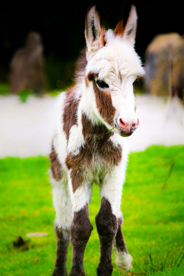 Donkey Baby