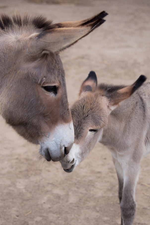 Cute baby donkey nuzzling with its mother, displaying affectionate behavior in a sandy setting.