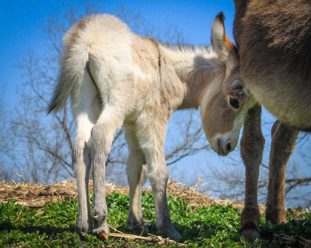Shy Baby Burro