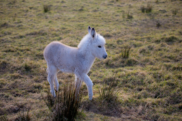 Tougher Than He Looks