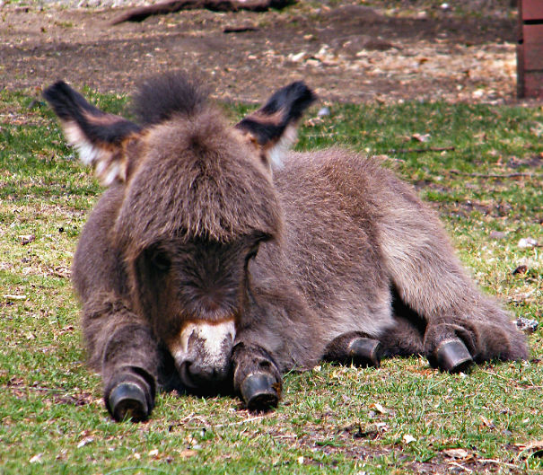 Baby Donkey