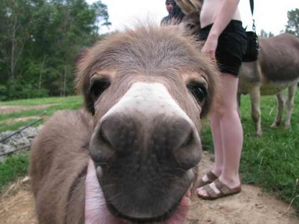 Cute baby donkey close-up in a grassy field with people in the background.
