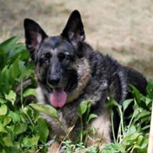 michellecycler avatar