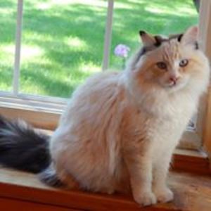 bogie_tortiecat avatar