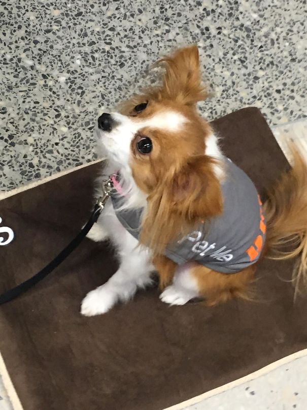 This Airport Has A Therapy Dog For People To Pet Before They Fly