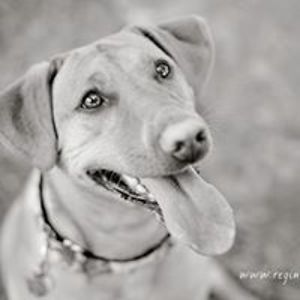 venditti_carolyn avatar