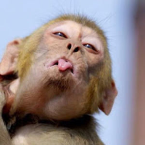 gillianscarlett avatar