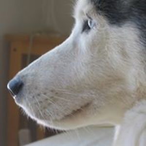 forestflower8 avatar