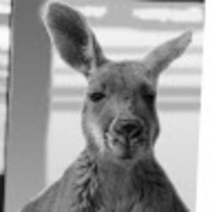 frolleinvonundzubambule avatar