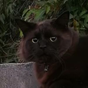 knight_panthera avatar