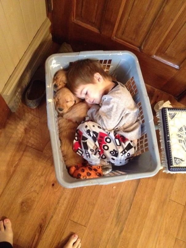 Little Guy Fell Asleep In A Basket With His Golden Retriever Puppies