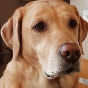 dcpallister71 avatar