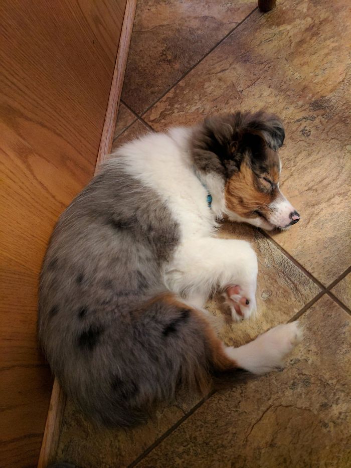 My Fiance's Family Just Got A New Mini Aussie. Meet 14 Week Old Reese