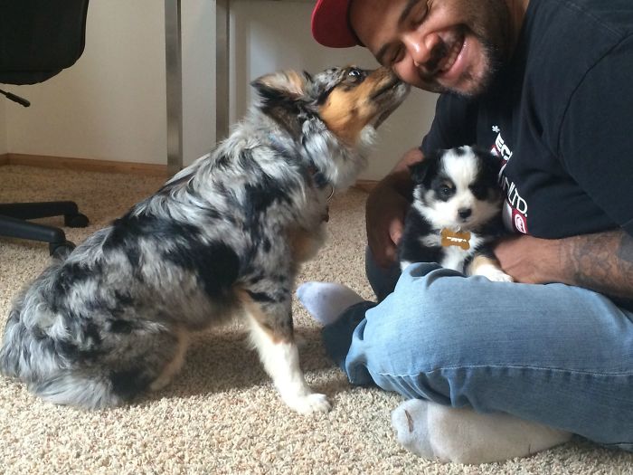 Our Aussie Thanking My Husband For Her New Friend