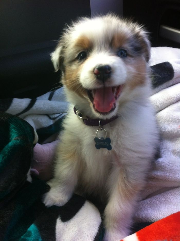 Aussie Shepard Is Excited To Come To His New Home