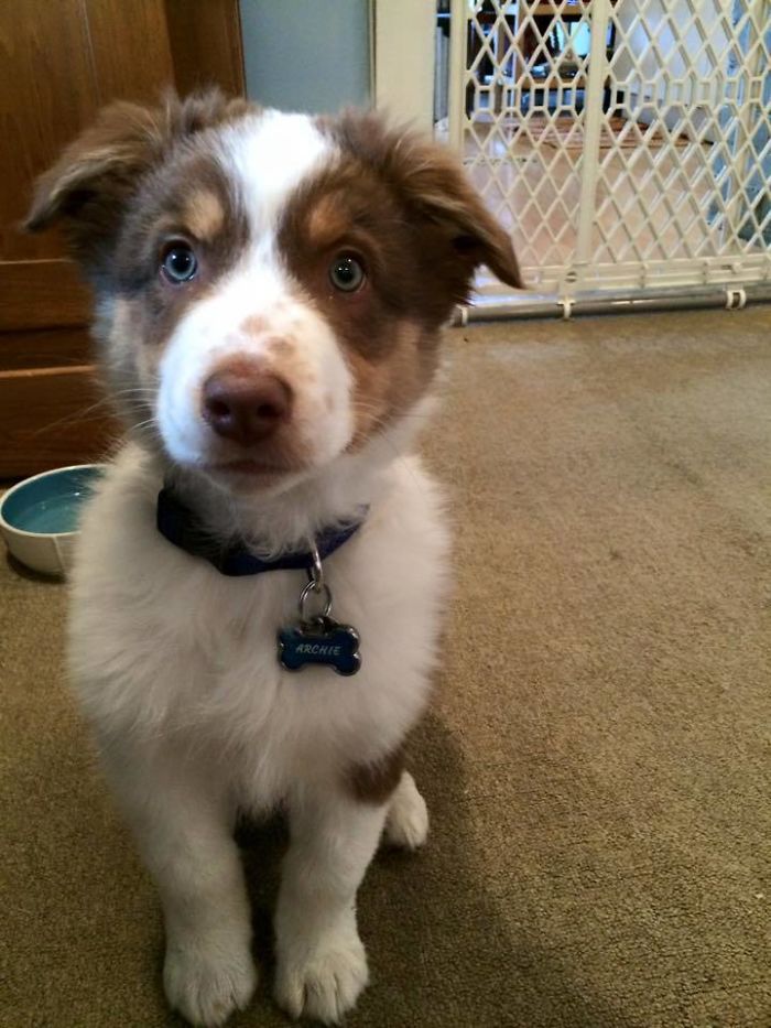 My 11 Week Aussie Waiting For Dinner