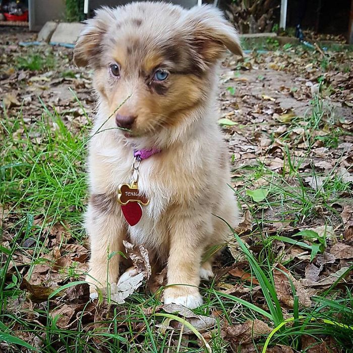 My Girlfriend's New Mini Aussie