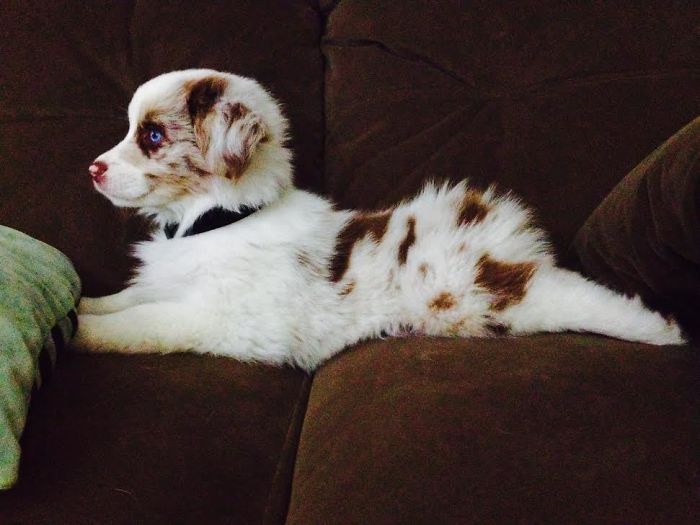 Finally Got To Bring Home My New Aussie Pup