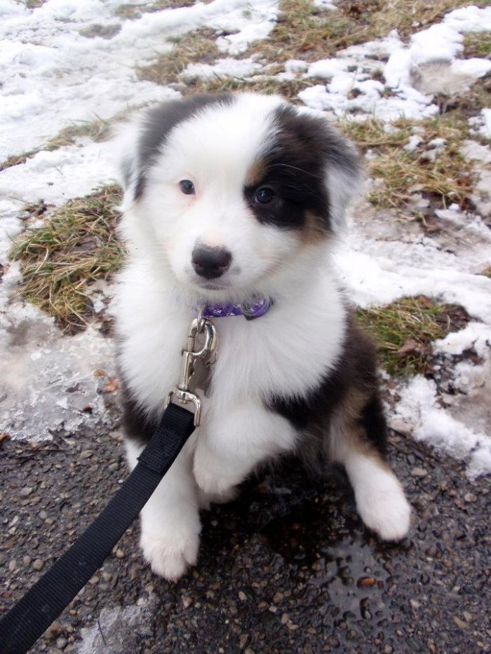 I Raise You My Aussie At 8 Weeks Old