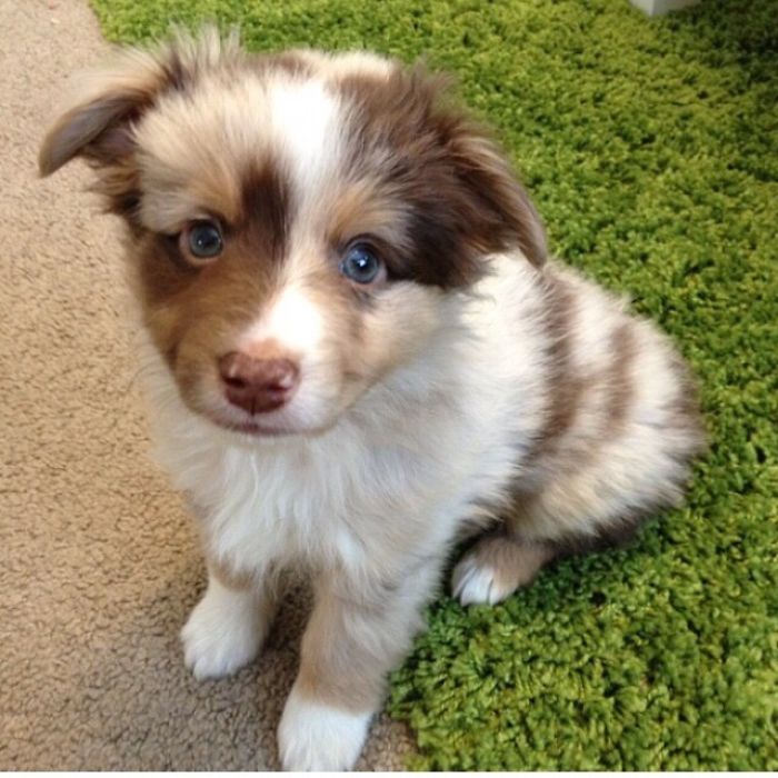 Our Aussie When We First Got Him