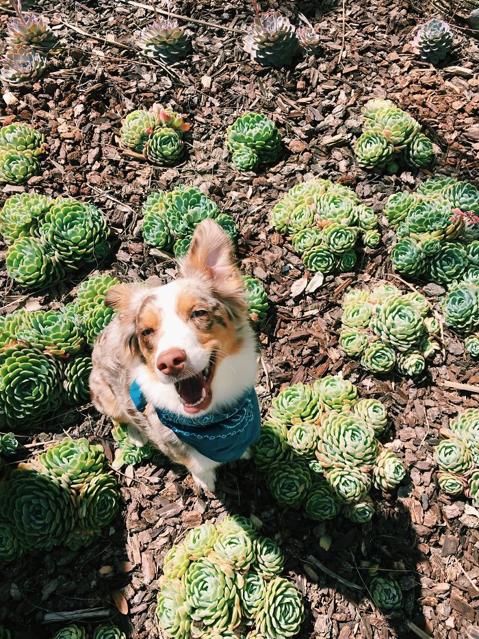 I Adopted! Ember, The Mini Aussie