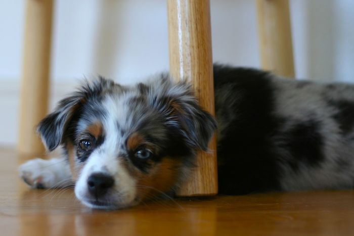 My Miniature Aussie Puppy