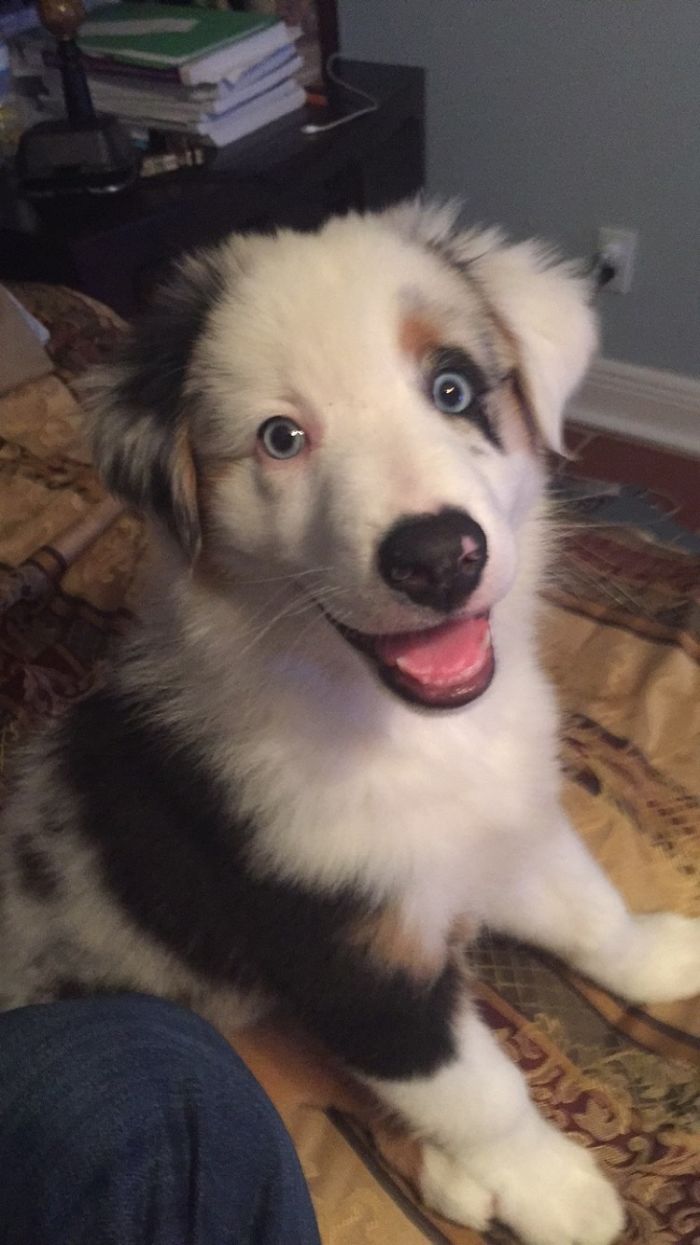 My Happy Little Aussie