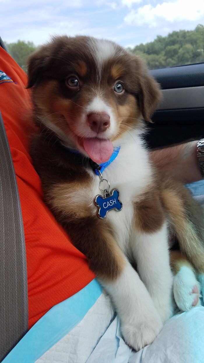 Cash, The Aussie, Comes Home