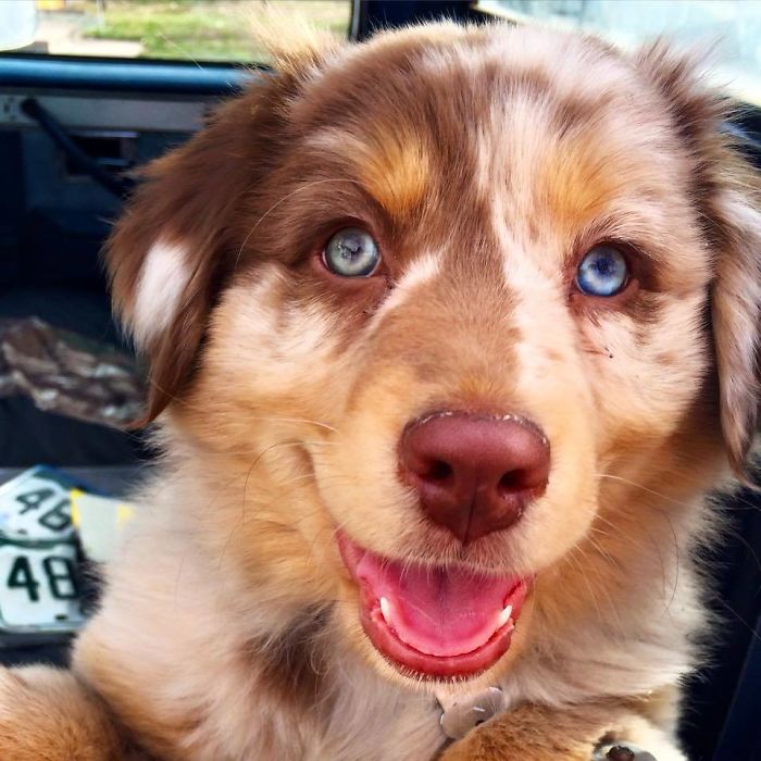 Meet Varly, The Australian Shepherd !