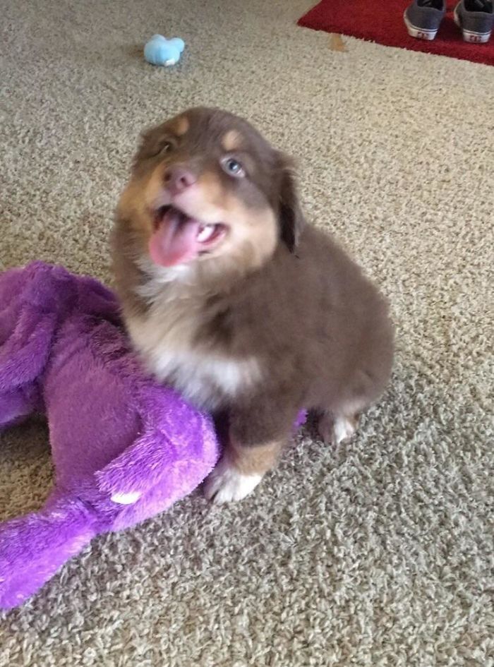 Meet Eris, My 8 Week Old Australian Shepherd