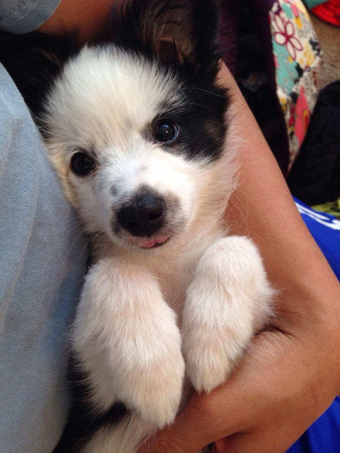 Meet Pepper, The Cutest Toy Australian Shepard Ever