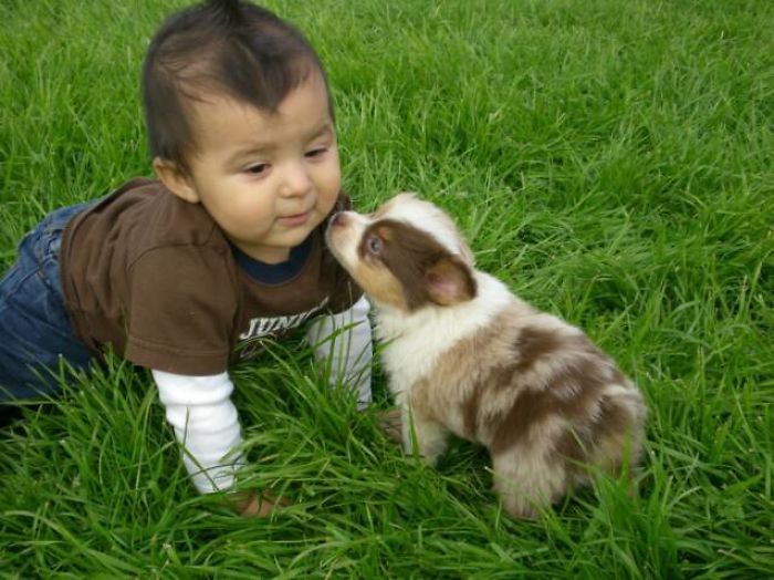 A Baby Playing With A Baby Australian Shepherd