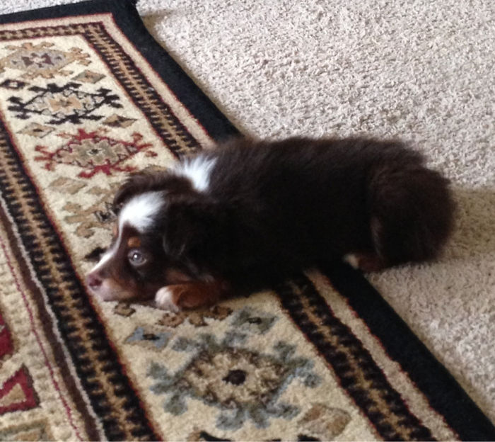 Picked This Little Toy Australian Shepherd Up Today. Meet, Javva The Mut!