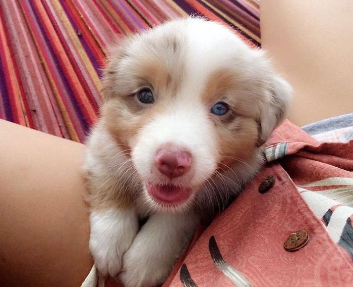 Blossom, The Mini Australian Shepherd