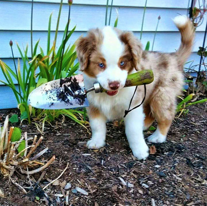 Everybody Meet Tucker! He's Our 8 Week Old Australian Shepherd