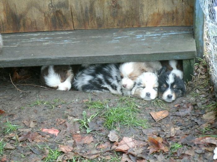 Love Australian Shepherd Puppies