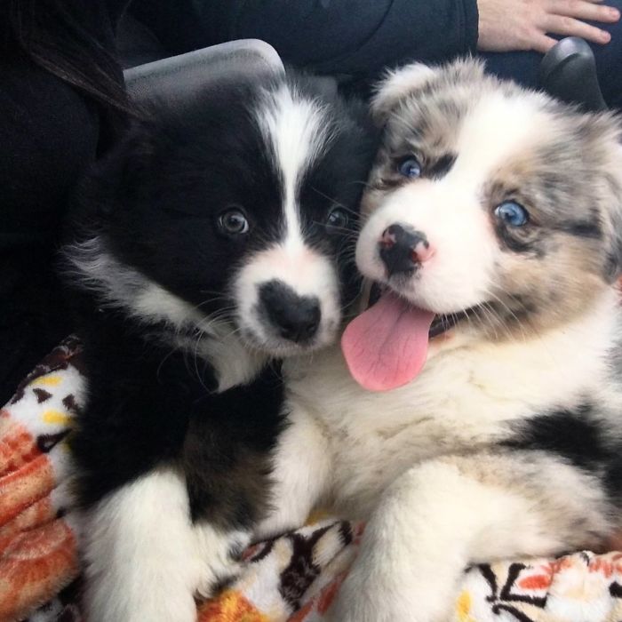 So I Got Two Australian Shepherds Yesterday
