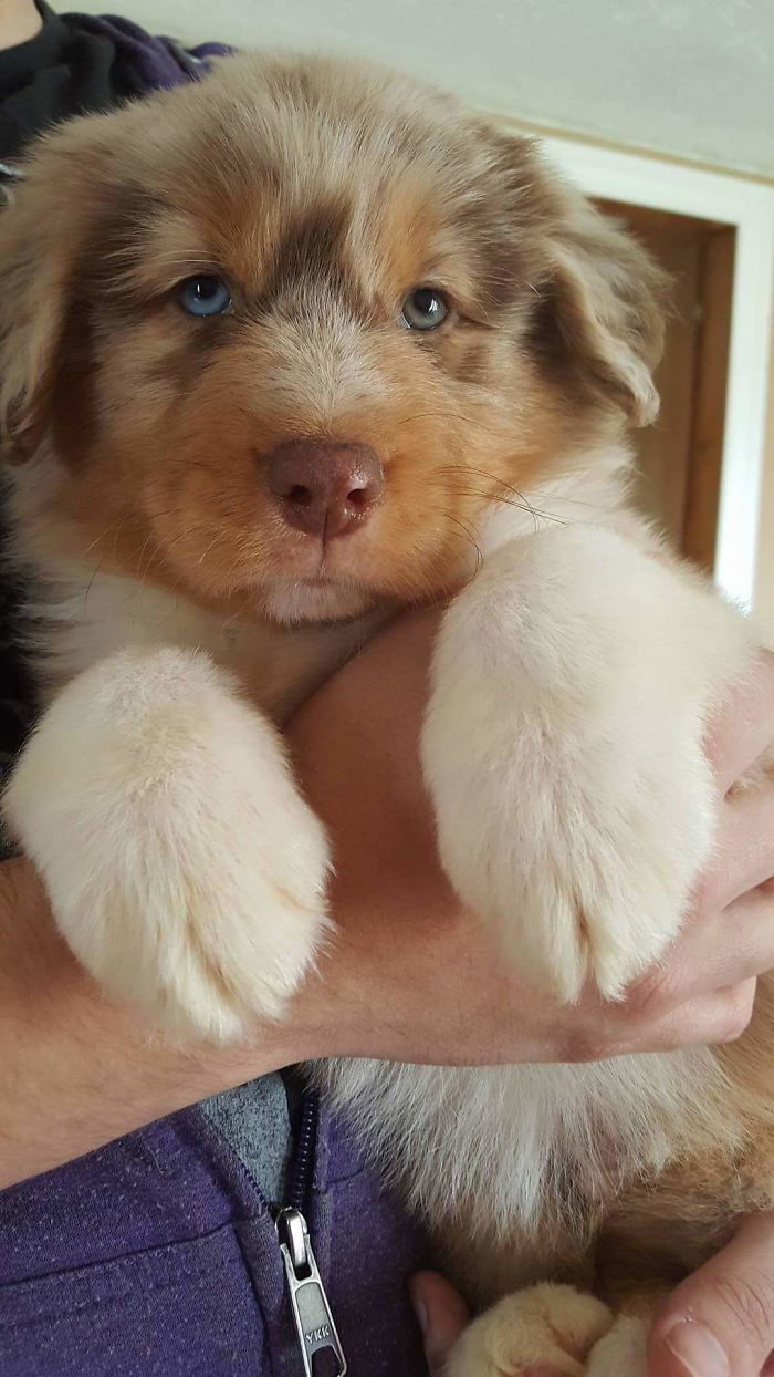 Meet Charlie, The Australian Shepherd