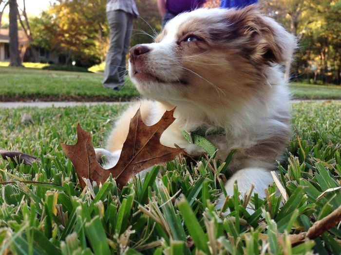 So We Got An Australian Shepherd