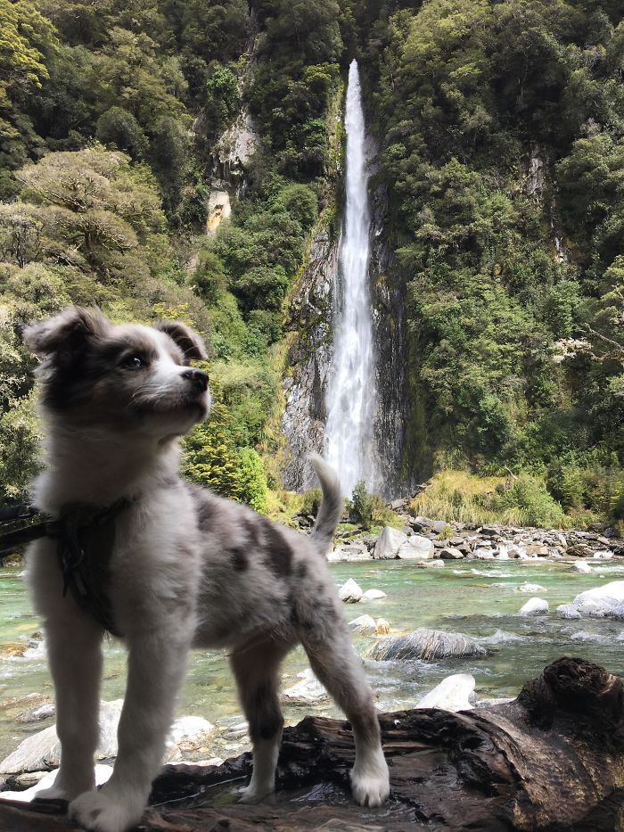 I Think I Have A New Favourite Picture Of My Dog: Bolt! It's Just So Majestic