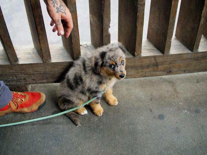 I Met This Local Wet-Nosed Pup At The Bar, His Name Is Smudge