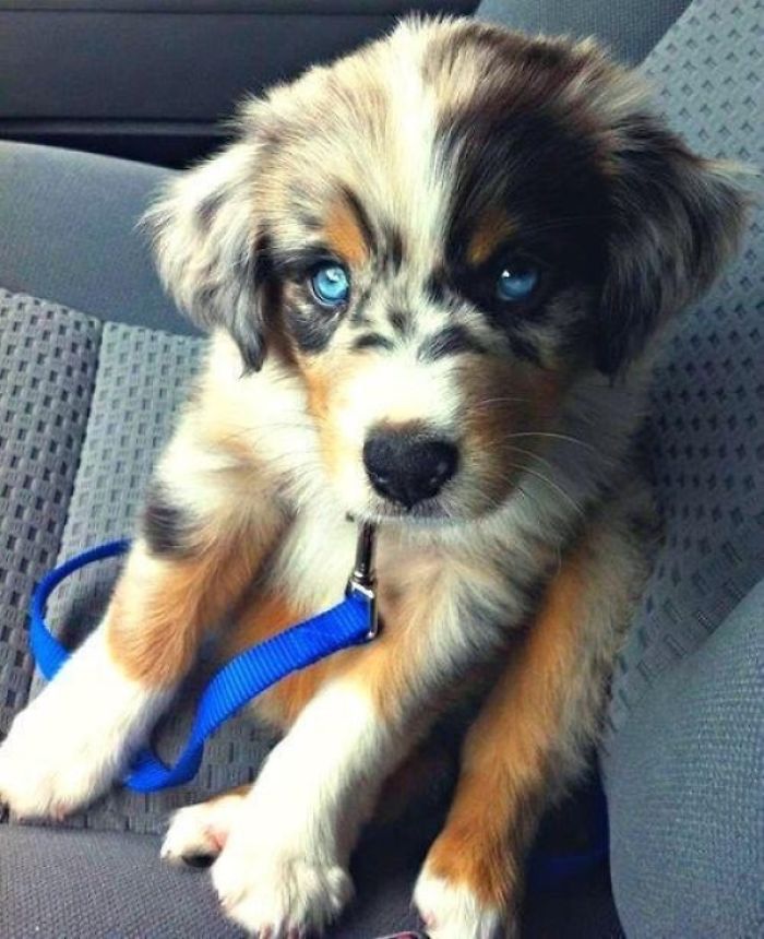 Blue Merle Australian Shepherd