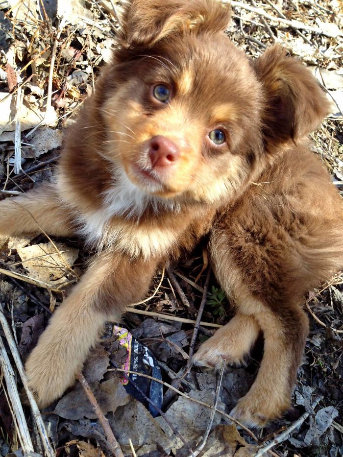 Meet Our New Mini Australian Shepherd. Java!