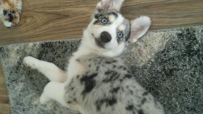 Reddit, Meet Aurora Our 11 Week Old Australian Shepherd