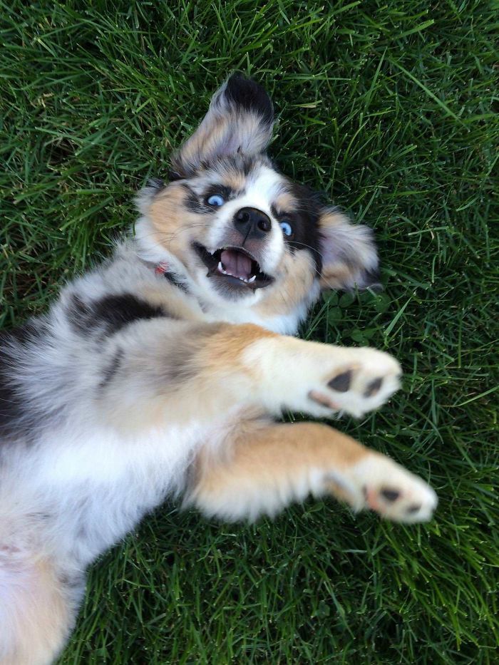Happy Mini Aussie