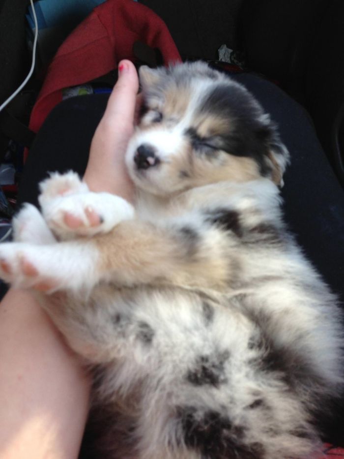 Meet My Super Sweet 6 Week Old Australian Shepherd Puppy, Edie