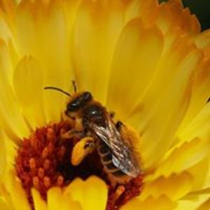 alison_d_morgan_mail avatar