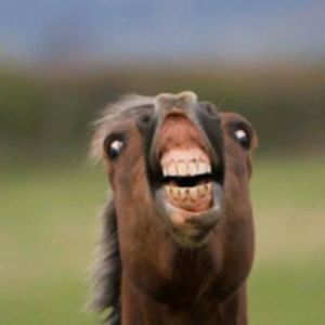 bobandjeffgames avatar